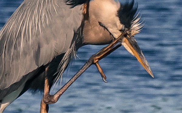 The Poking My Eye Out Heron