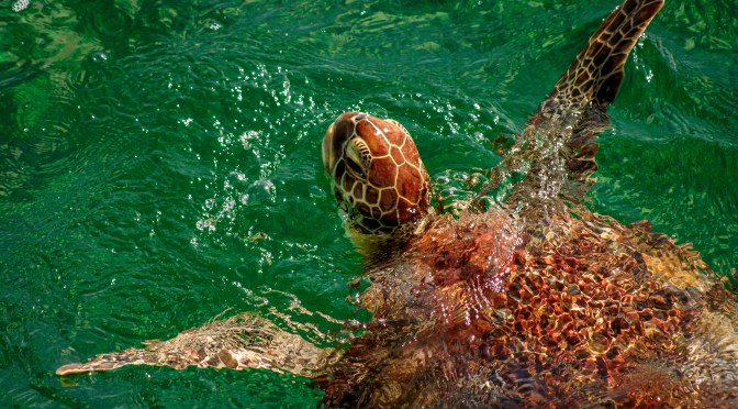 Wild Sea Turtle In The Bahamas