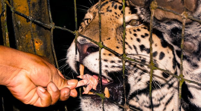 Jaguar Being Fed A Chicken’s Foot At Caribbean Wildlife Centre Belize