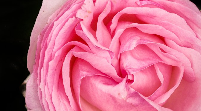 The love from a single pink rose in Paris