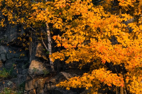 lone birch growing on rock outcrop