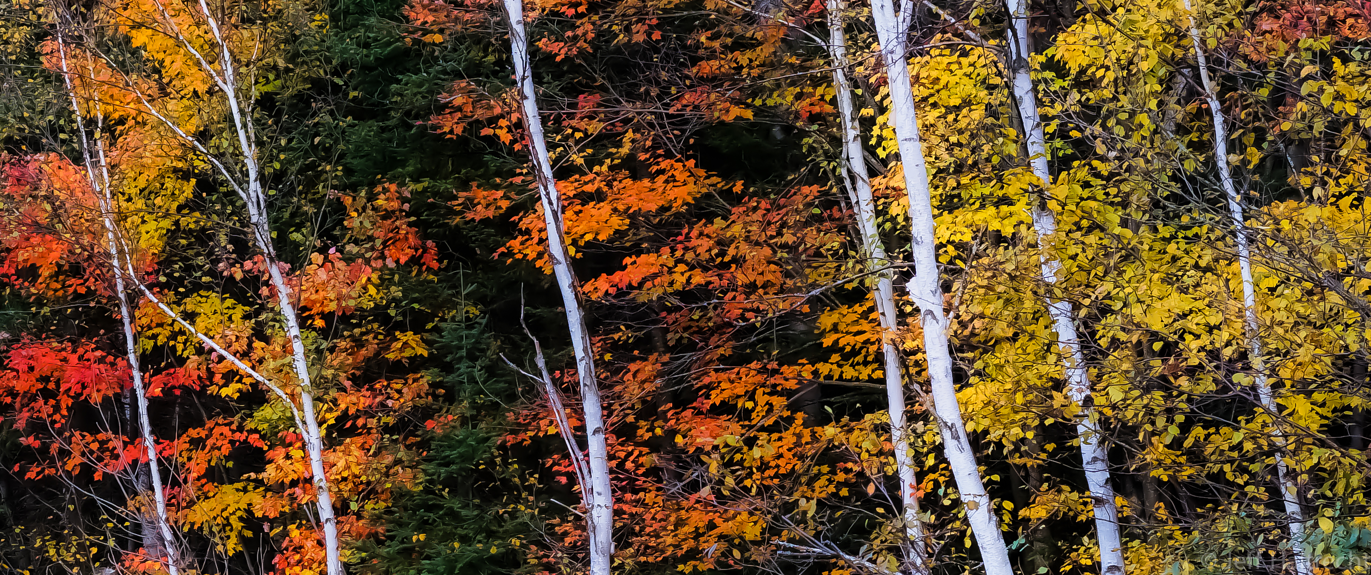 birch trees with a backdrop of fall color