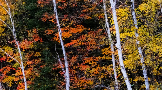 Birch Trees With A Backdrop Of Huge Color