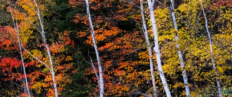birch trees with a backdrop of fall color