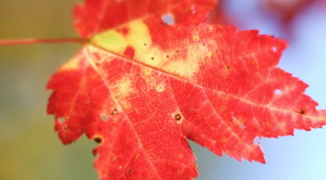A Real World Interpretation Of The Canadian Flag’s Maple Leaf, Photographed With New Lensbaby Velvet 56