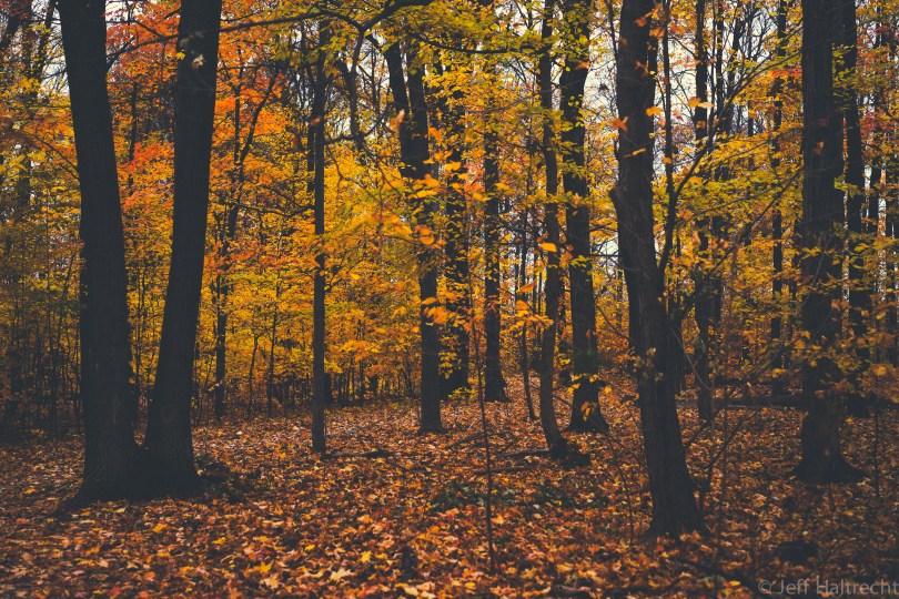 mystical forest with fall colors