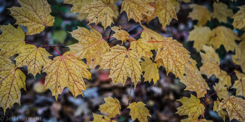 hanging in there this fall