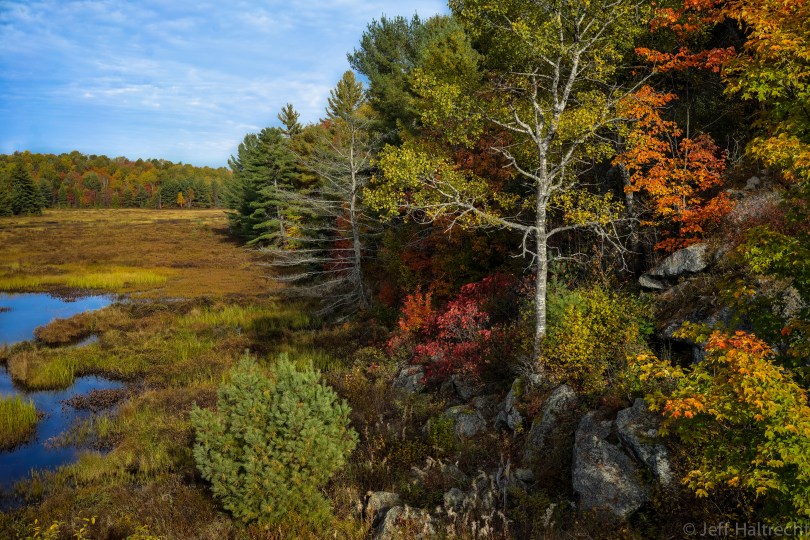 multi-color muskoka bog over thanksgiving weekend