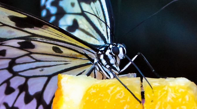 Butterfly eating an orange