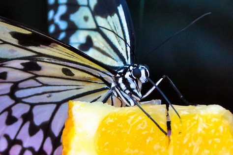 butterfly eating an orange