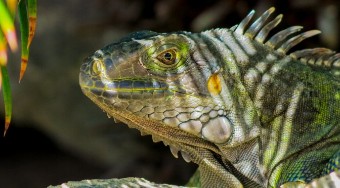 An iguana hiding in the shadows by the pool
