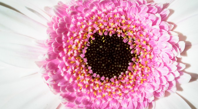 Smile! – A macro view of pink and white Gerbera flower
