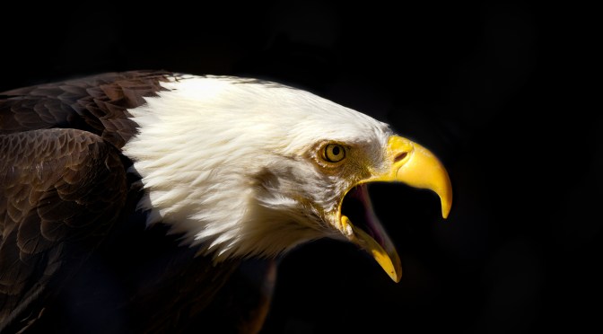Bald Eagle Making A Statement