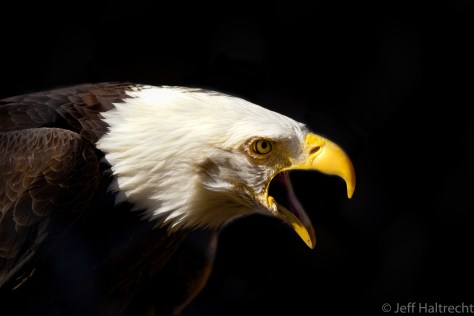bald eagle mountsberg conservation area halton