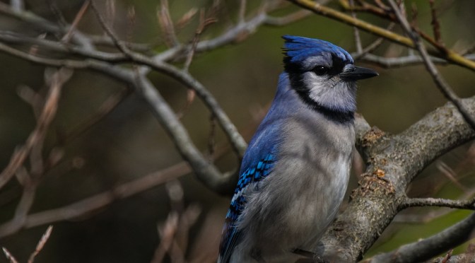 Blue Jay Taking In The Sunshine