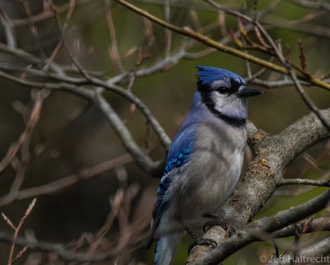 blue jay bird taking in the sunshine