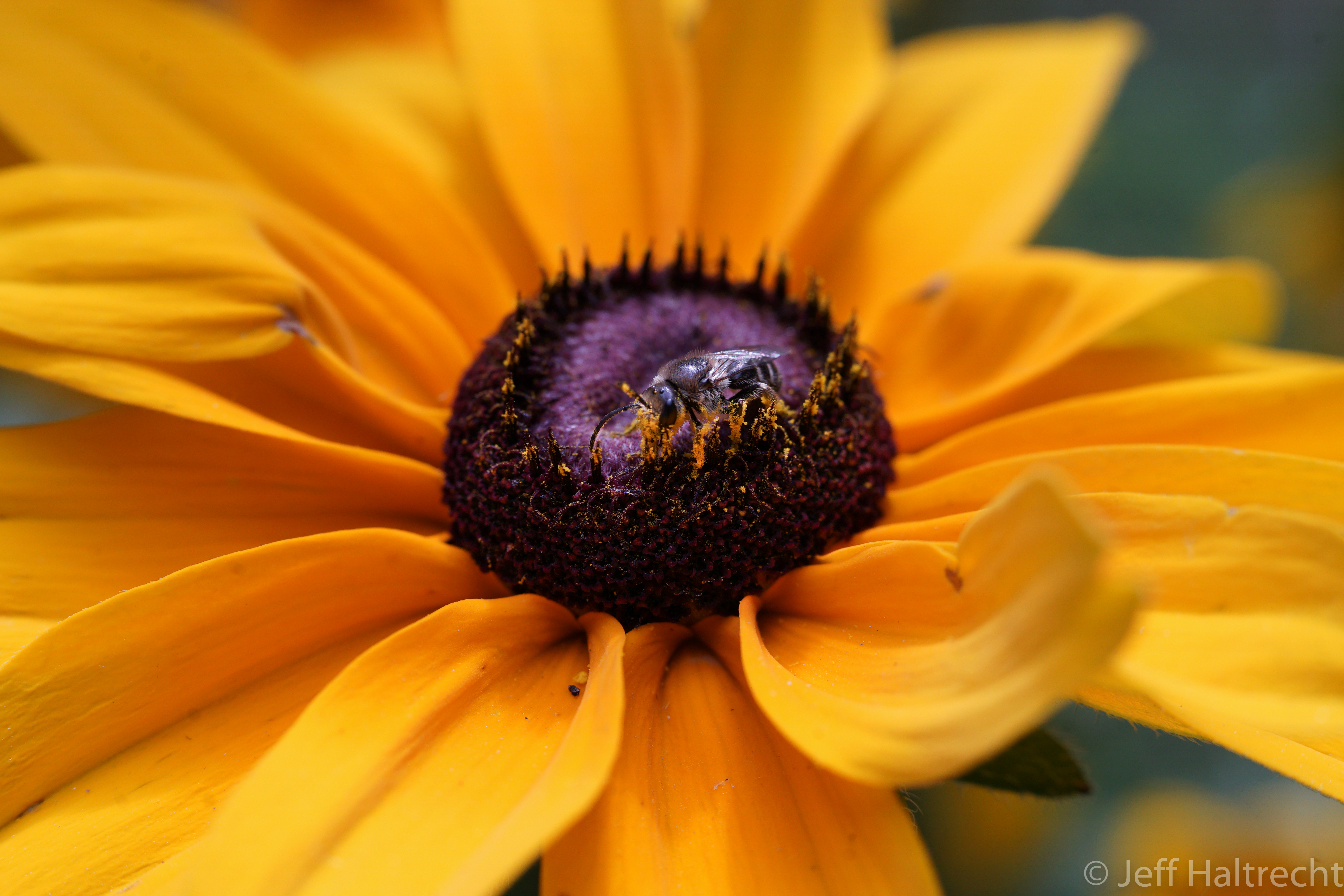 macro view of bee with pollen and blackeyed susan flower