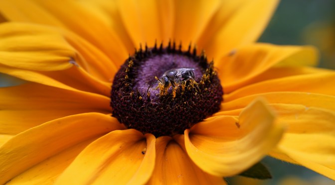 Super Close And Detailed With The Bee And The Blackeyed Susan