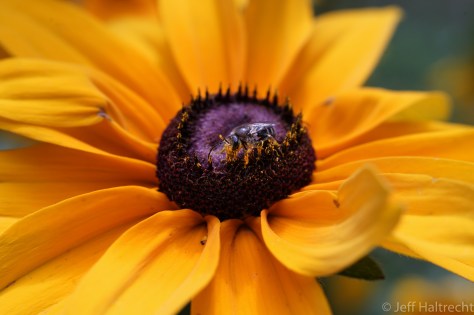 macro view of bee with pollen and blackeyed susan flower