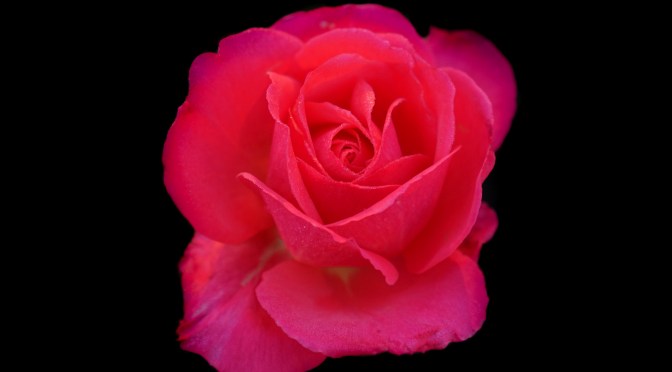 The Season’s Last Pink Rose