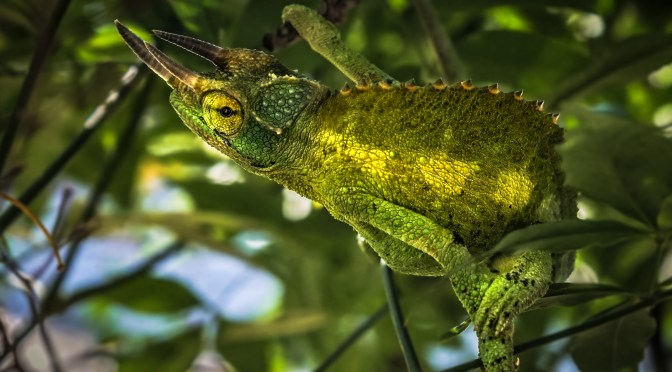 Camouflaged Chameleon Hanging In A Tree
