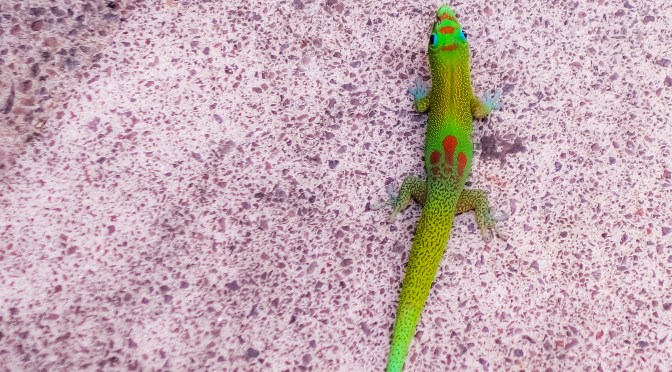 Have You Ever Been Up-close With A Gold Dust Day Gecko?