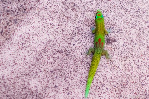 gold dust day gecko phelsuma laticauda