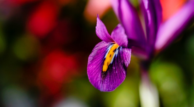 Spring At the Royal Botanical Gardens