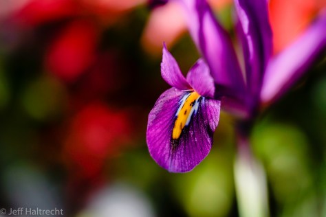 purple flower orange tongue spring royal botanical gardens burlington