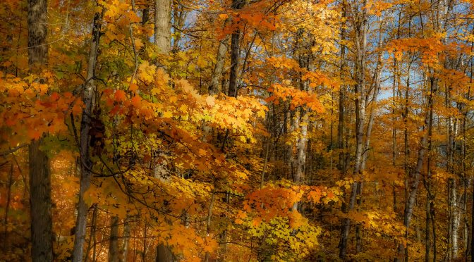 Bright and still forest of Canada