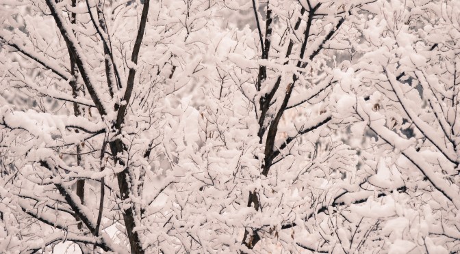 A Fresh Winter Snowfall