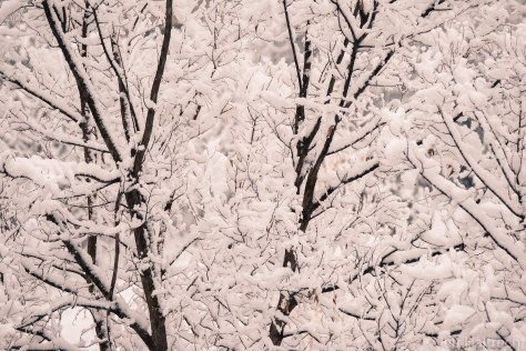 fresh winter snow on trees