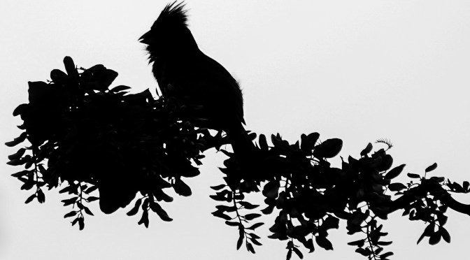 Can you guess the type of bird?