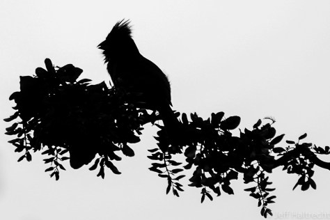 silhouette of male cardinal on branch