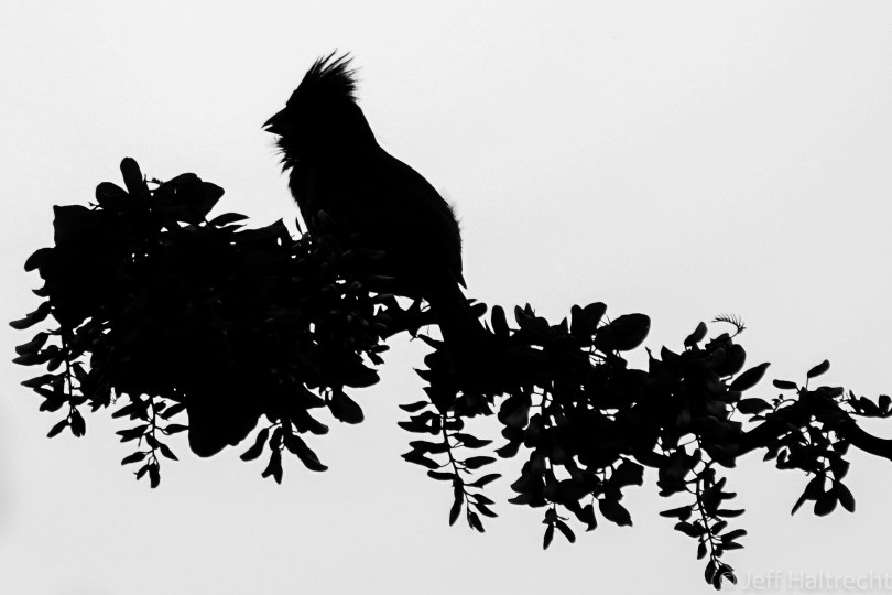 silhouette of male cardinal on branch
