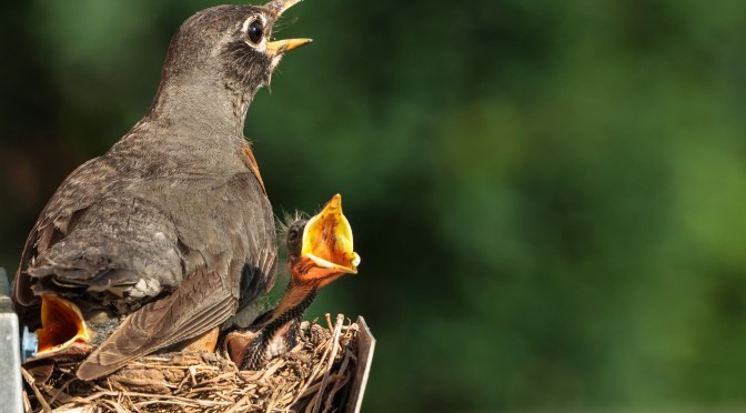 Female Robin with two screaming chicks nesting