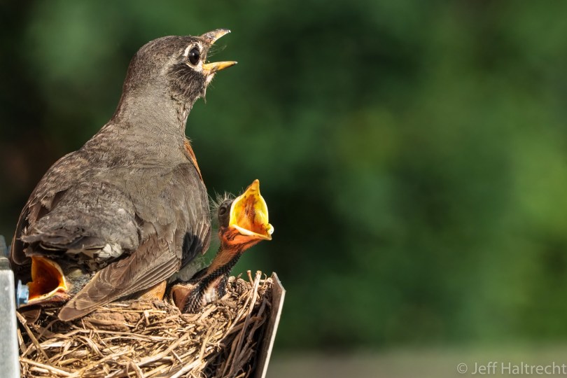 female american robin chicks chirping nesting