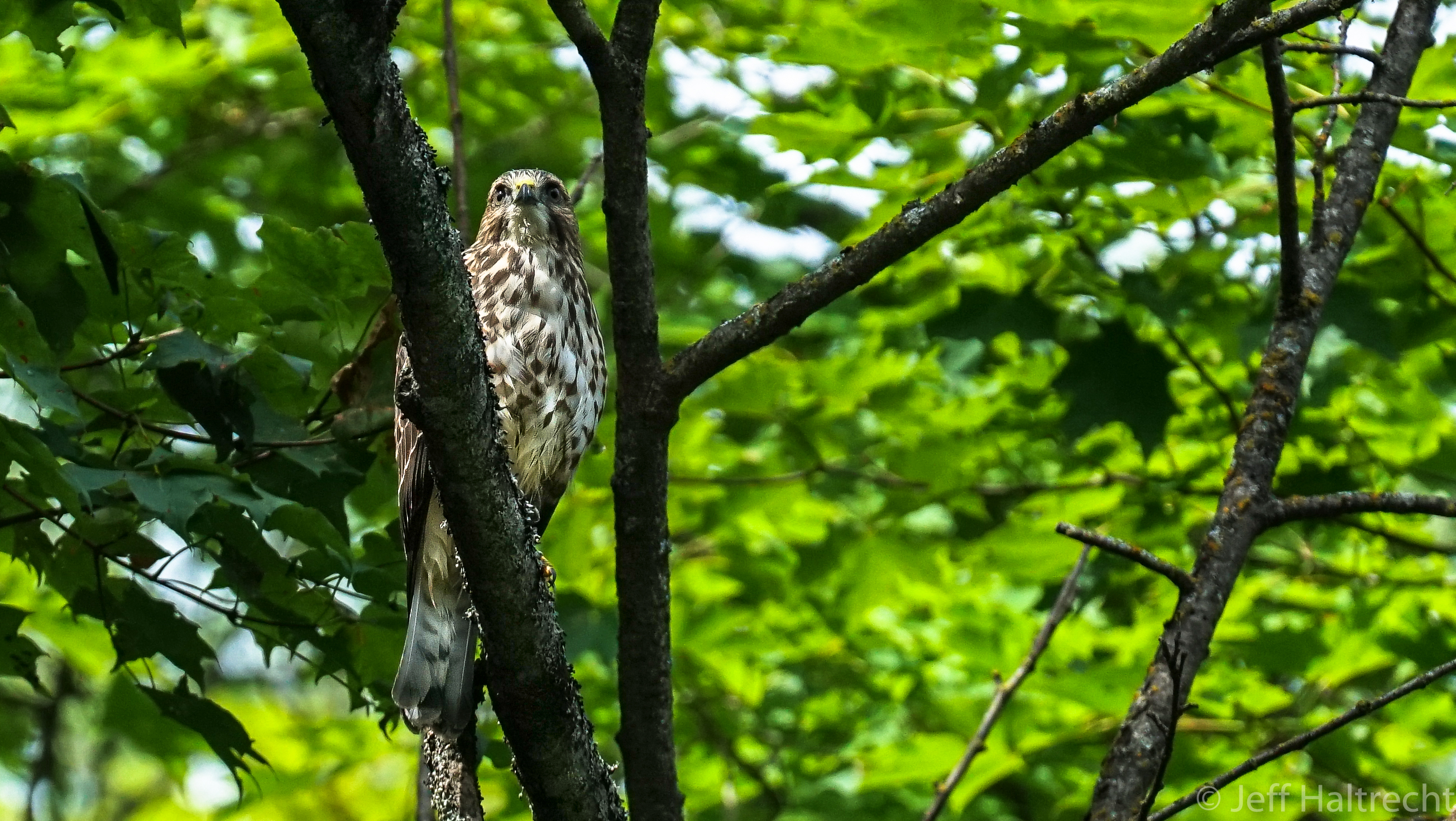 broad-winged hawk muskoka ontario echo lake
