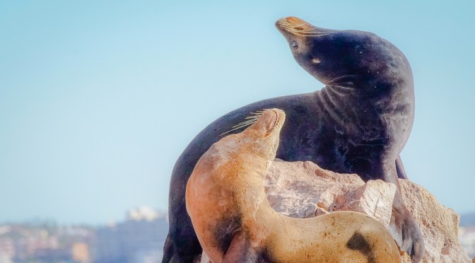 Male and Female California Sea Lions off Los Cabos, Mexico