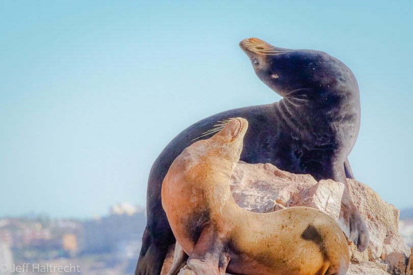 california sea lions male female los cabos mexico
