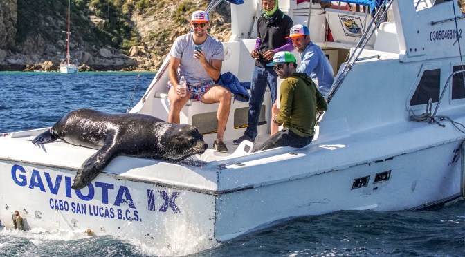 Free ride:  California Sea Lion sunning itself on stern of fishing boat