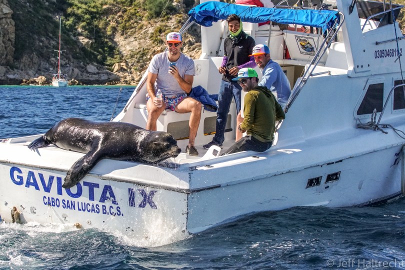 california sea lion free rides fishing boat cabo san lucas mexico