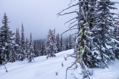 corkscrew glades at big white ski resort