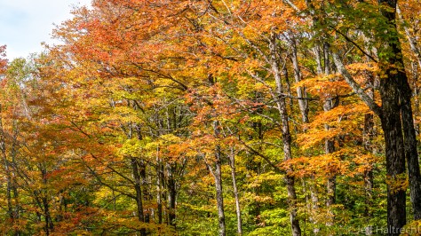 fall colors in the forest lake of bays township muskoka