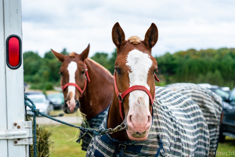 horses bracebridge fall fair