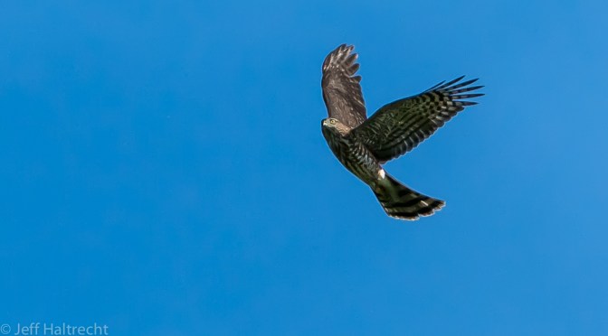 Sharp-shinned Hawk on its Migration over Hawk Cliff, Lake Erie