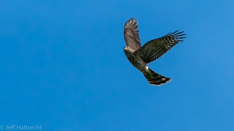 sharp-shinned hawk sharpie hawk cliff migration