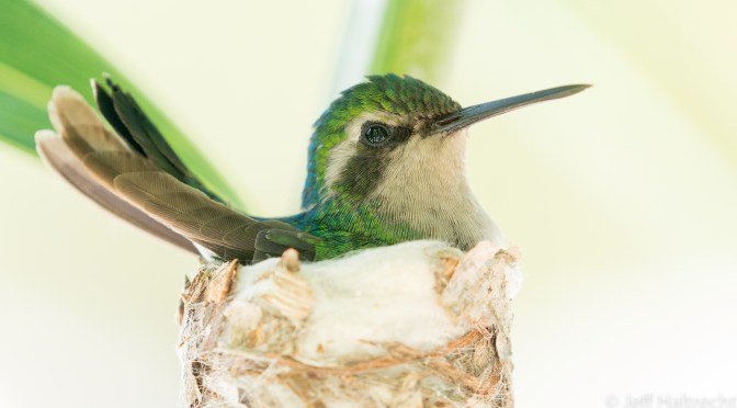 Blue Tailed Emerald Hummingbird nesting in a palm tree