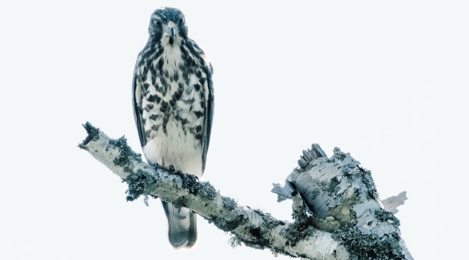 You are being watched by the resident broad-winged hawk