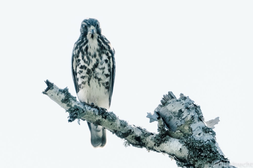 broad-winged hawk